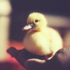 查拉图斯特拉如是说