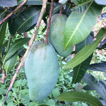 劳忠明