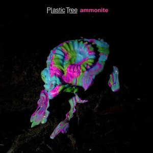 アンモナイトAmmonite