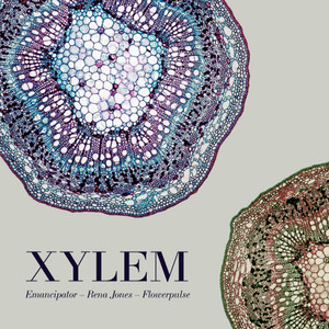 xylem