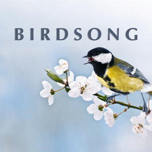 Birdsong
