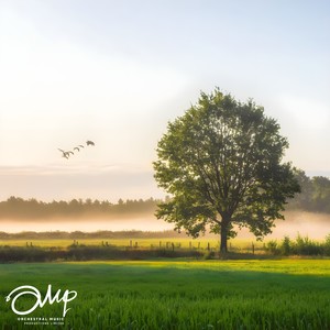 Sleeping Green Tree Under Sunshine