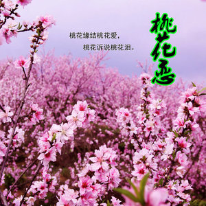 桃花恋(热度:15)由a雅萍a翻唱，原唱歌手音风