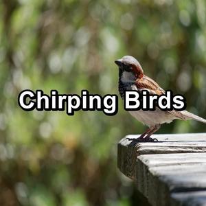 chirping birds