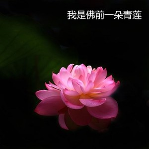 我是佛前一朵青莲