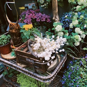 pale lilac,jade green lilac