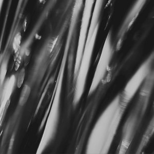 Songs of A Wandering Soul: No. 3, The Mirrors Never Lie