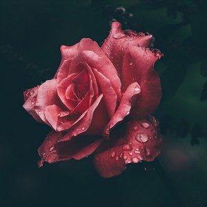Erotic Lounge, Vol. 3: Delluxe Edition