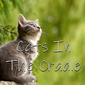 购买乐币 充值饭票专辑:cats in the cradle