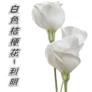 白色桔梗花