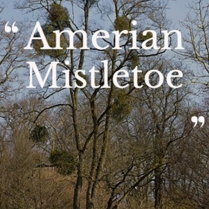 mistletoe,mistletoe简谱 amerian mistletoe (explicit)