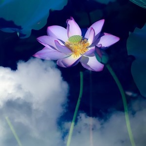 莲花妈妈-佛教歌曲