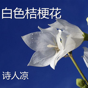 白色桔梗花(热度:111)由黎Y留殇翻唱，原唱歌手诗人凉