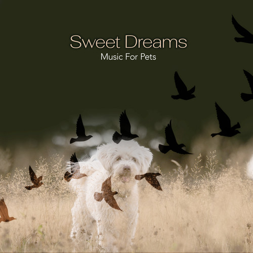 Sweet Dreams