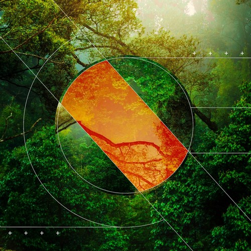 RAIN FOREST WATER BIRDS