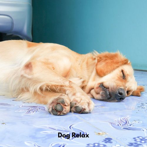 Dog Relax