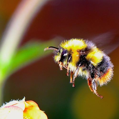 Bumblebee (Explicit)