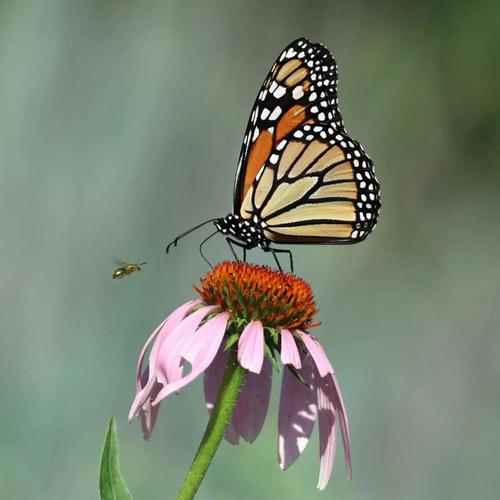 Bought Her Fly (feat. Majo Aguilar, Franc Moody & Syence)