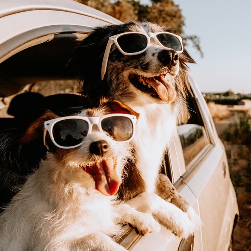 Quiet Melodies: Music for Your Pets' Rest