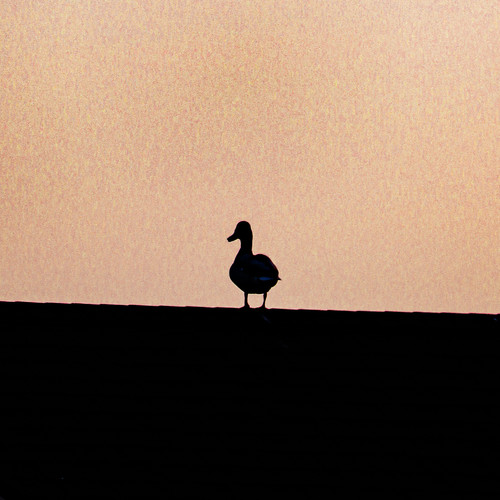 Dawn to Dusk (Instrumental)