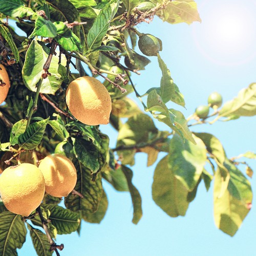 柠檬树下「Lemon Tree」