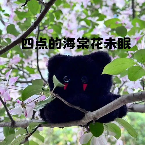 四点的海棠花未眠