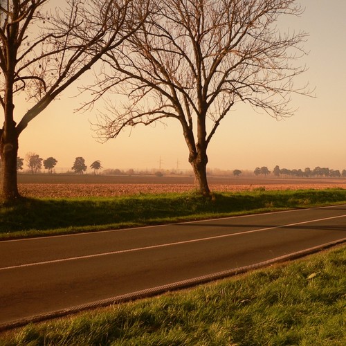 树下流转的时光