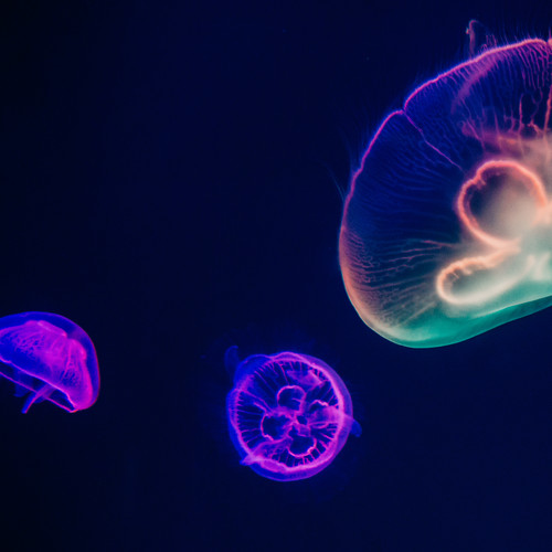 The Best Lofi Melodies for Sleep & Study