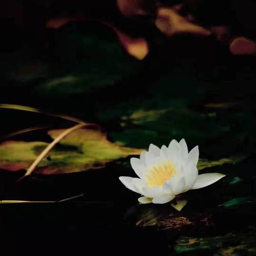 心之箴言——王汉发演奏钢琴曲集