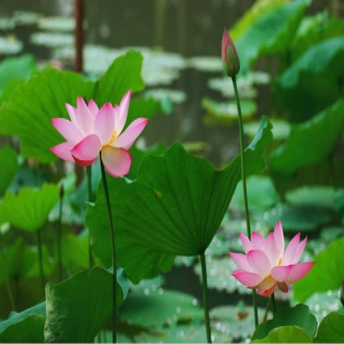 何花