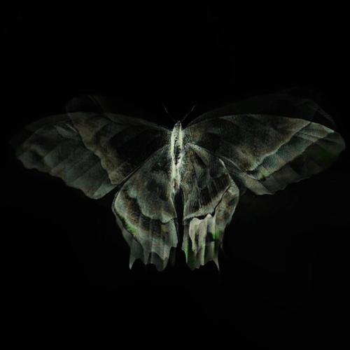 Deaths Butterflies (Explicit)