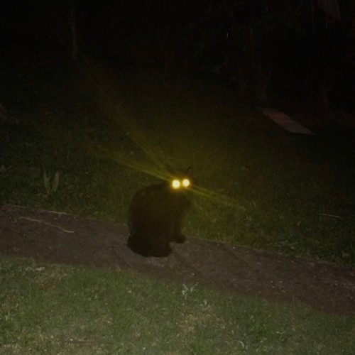 hentai (feat. ssgkobe) [Explicit]