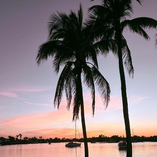 Palm Trees & Styrofoam Cups (Explicit)