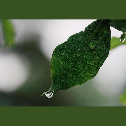 画桥雨上-ED预告