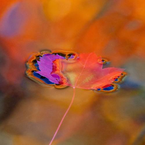 那是只有你读过的诗（demo）