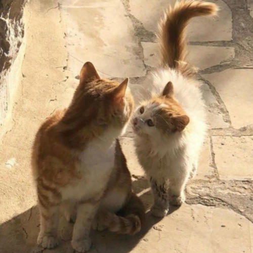 give it a go (feat. Micoye) [Explicit]