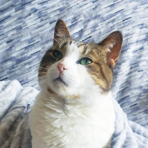 Lola