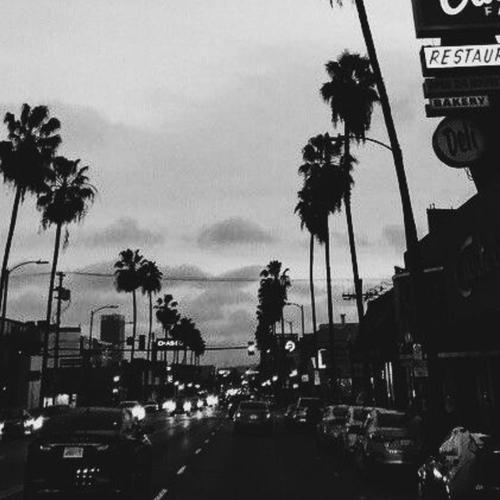 Palm Trees (feat. Tommy H & Hops)