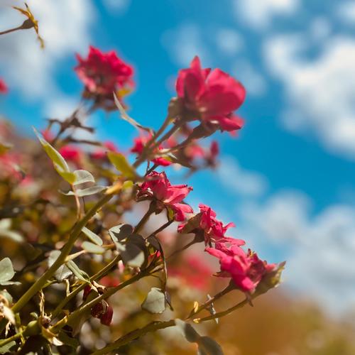 Amazing Dreams (Explicit)