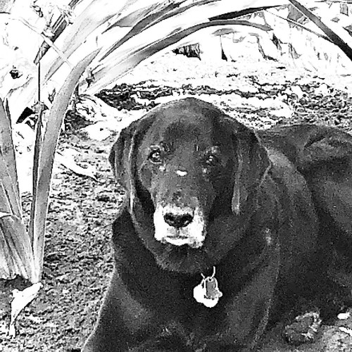 Count It As a Loss (Explicit)