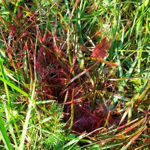 Blood on the Leafs (feat. GloDoodie, Lilscatt & Zi)