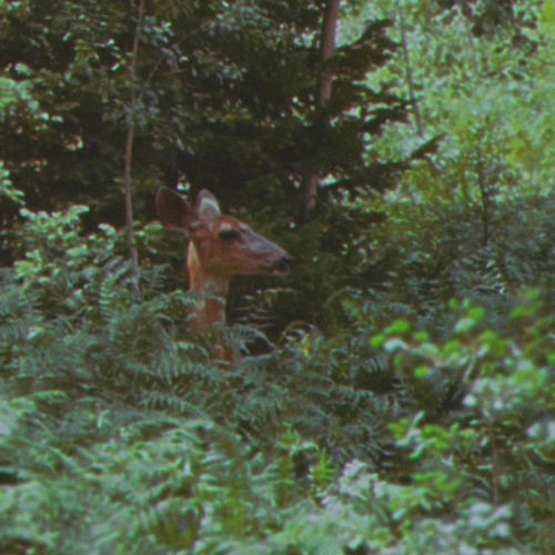 if Mike Gordon got drunk