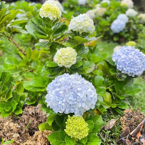 Menunggu Pisang Karamel