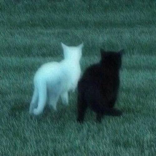 zwei katzen