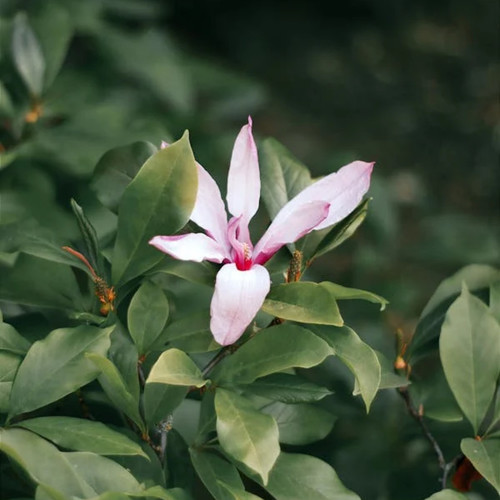 If You Forget My Name