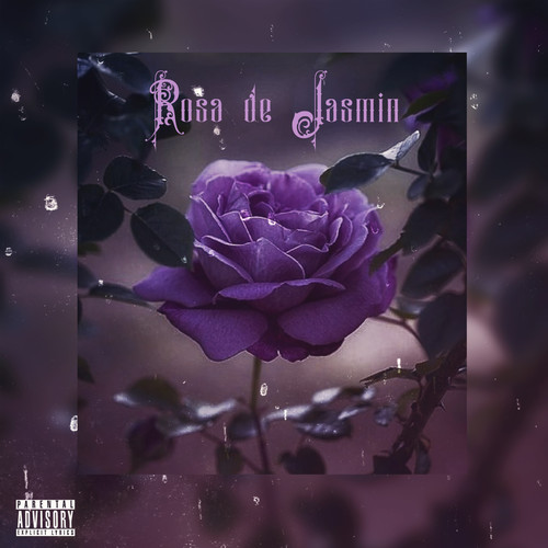 Rosa de Jasmin