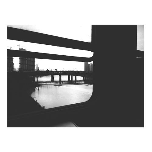 Dismayed Bird Fantasy