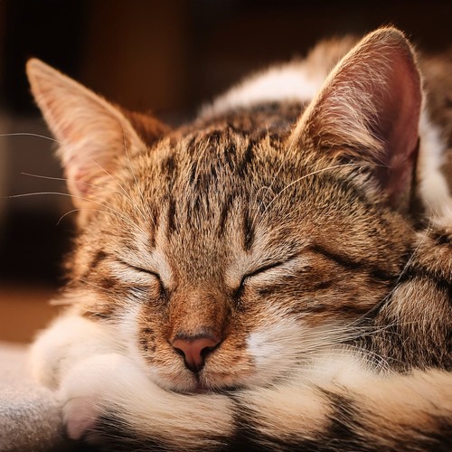 Music For Cats And Their Calm Moments