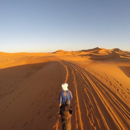 The Desert Is Full of Life