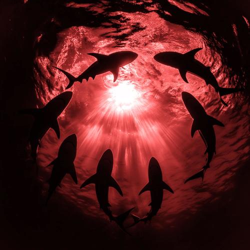 SHARKS! (77th Frequency Remix)